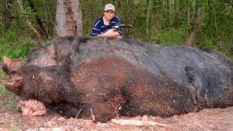 吃瓜的野猪王,吃瓜野猪王的趣味生活揭秘