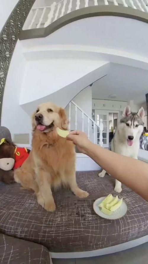 白狗喜欢吃瓜,白狗的夏日瓜果盛宴