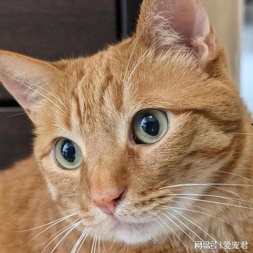 小猫吃瓜头像,小猫吃瓜头像萌态百出