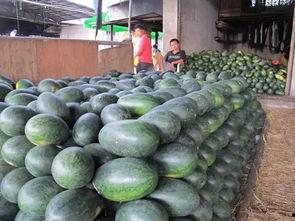 吃空心瓜,探寻美味背后的营养与健康