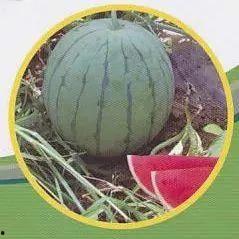 玉树最近吃瓜事件,揭秘背后真相与网络舆论风暴