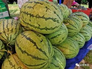 全民吃瓜仿盘,仿盘盛宴来袭！