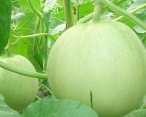 孕妇可以吃可以吃酉瓜吗,孕妇适宜食用酉瓜的益处与注意事项