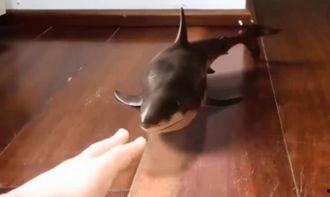 呆呆鲨吃瓜,呆呆鲨的奇妙瓜果之旅