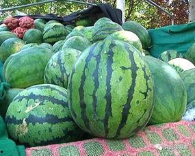 台湾媒体怎么吃瓜,揭秘娱乐圈吃瓜指南，带你领略八卦风云