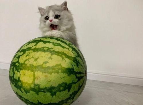 猫猫会吃瓜,瓜果乐园大揭秘